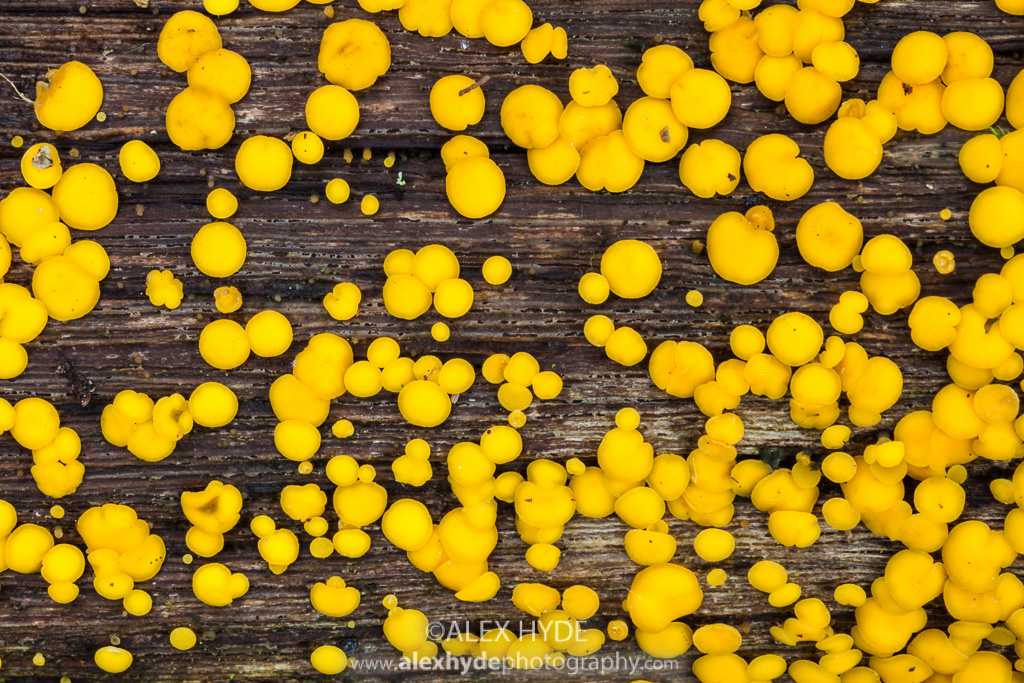 Lemon Disco fungus {Bisporella citrina}