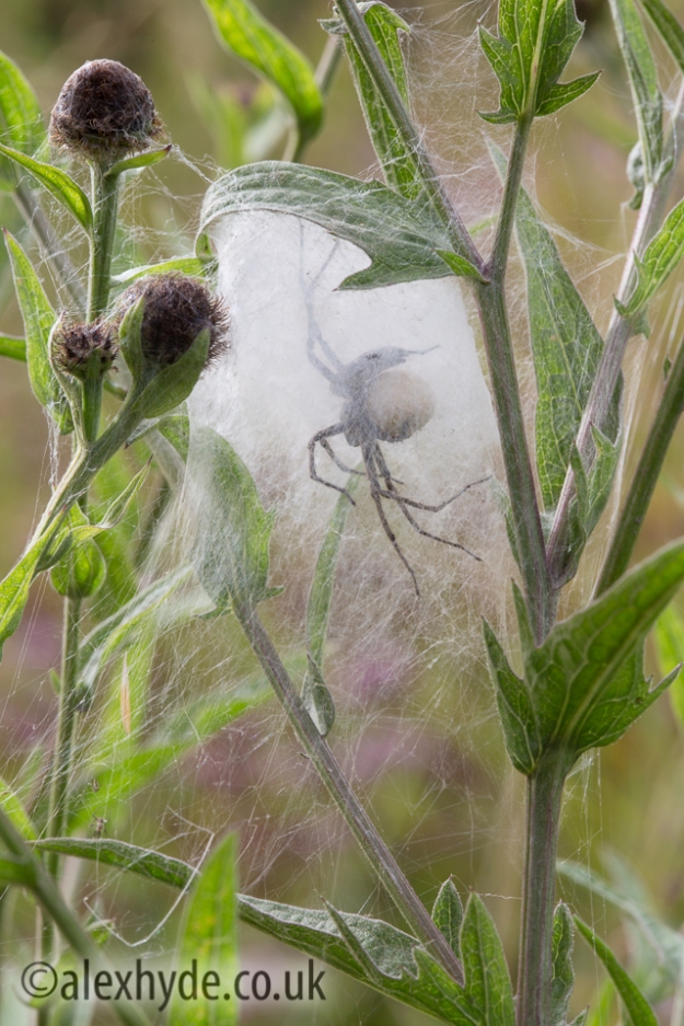 Nursery Web Spider {Pisaura mirabilis}