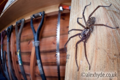 House Spider female {Tegenaria sp.} in garden shed. Derbyshire, UK, March. Highly Commended in the URBAN WILDLIFE category of the 2015 British Wildlife Photography Awards.