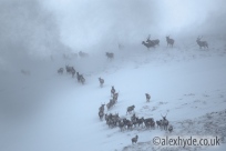 Red Deer herd {Cervus elaphus} moving over mountain ridge in heavy snow. Cairngorms National Park, Scotland. January. Highly Commended in the HABITAT category of the 2015 British Wildlife Photography Awards.